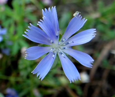 Cichorium intybus